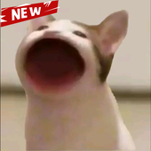 Pop Cat Wallpaper（啵嘴猫动态壁纸）-Pop Cat Wallpaper（啵嘴猫动态壁纸）v1.1安卓版APP下载