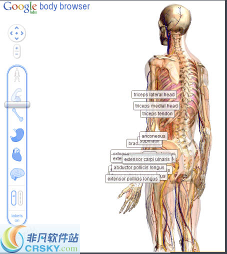 谷歌人体浏览器 閻庤蓱閺岀劑1.2-谷歌人体浏览器 閻庤蓱閺岀劑1.2免费下载