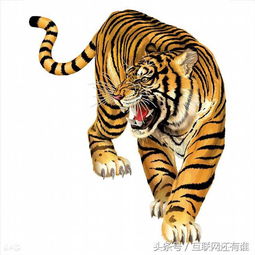 1974年属什么生肖