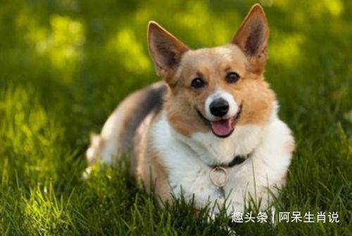 1994年属狗的最佳配偶