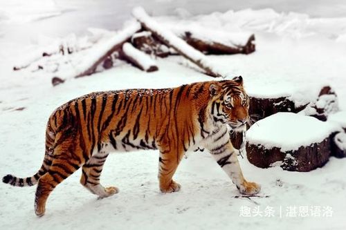 1998年是苦命虎还是富虎