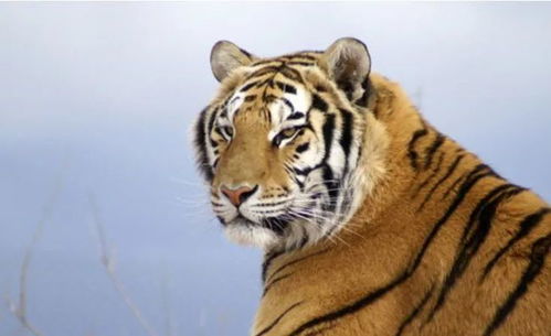 属虎的今年多大了