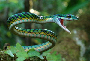 周公解梦梦见蛇是什么预兆