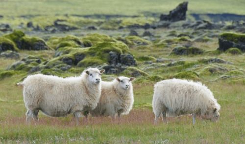 2023年属羊要出大事