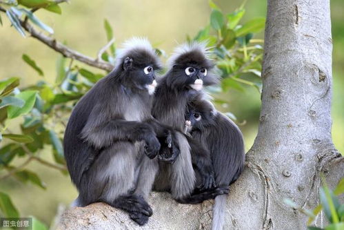 1980年属猴的是什么命