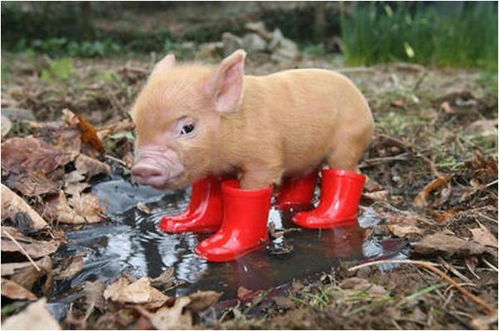 1995年属猪的最佳配偶