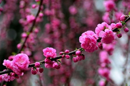 免费测试正缘桃花