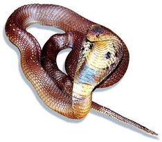 女人梦见蛇是好事吗