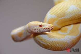 1977年属蛇的是什么命