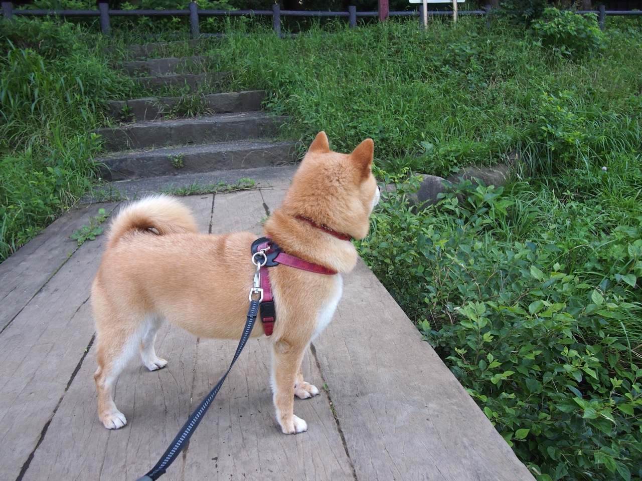 陕西属于南方还是北方？地域划分解析