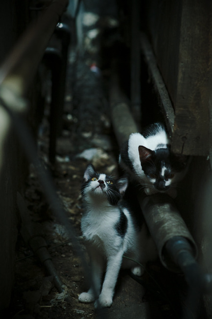 "小英雄雨来的牺牲经过"