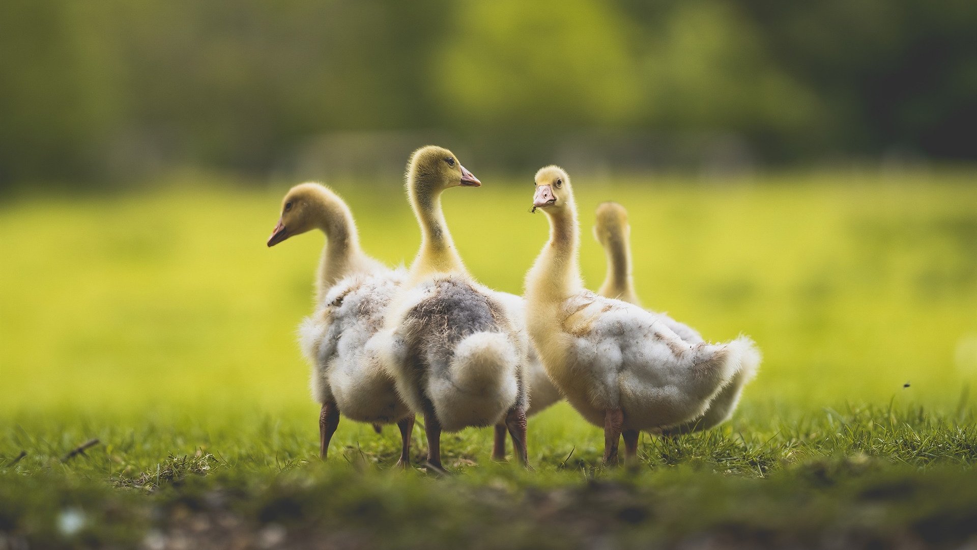 巴黎圣母院火灾起因调查