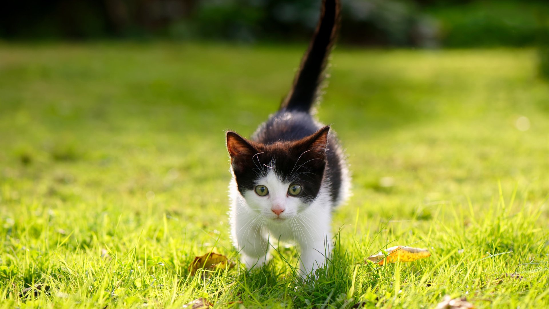 安哥拉绒面料解析