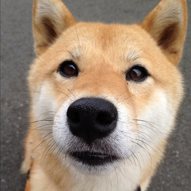 家中出现壁虎预示着什么