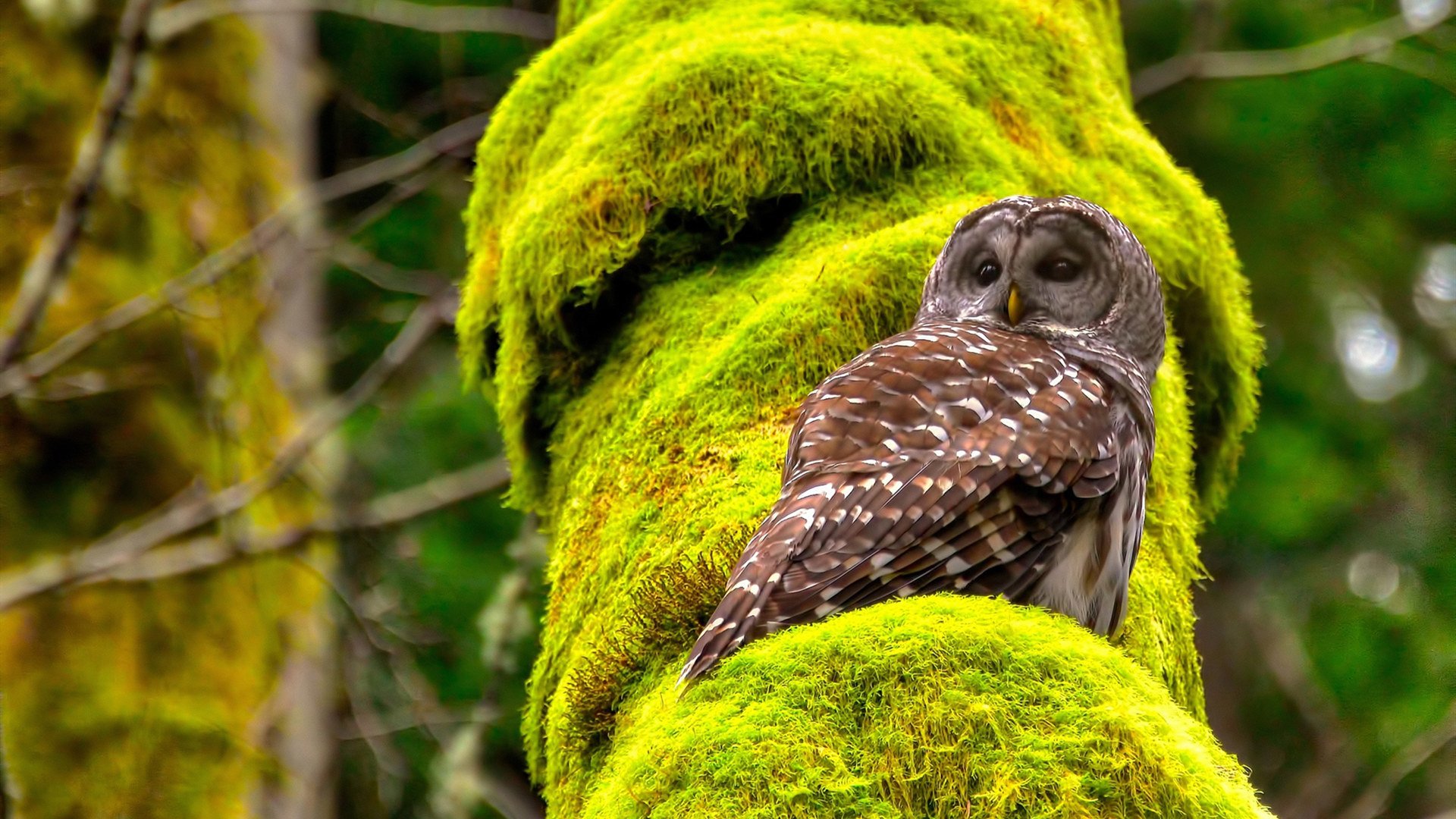 婚房气球装饰技巧大全