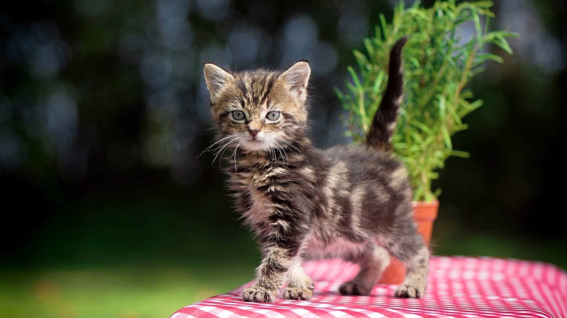 泰拉瑞亚夜光蘑菇孢子获取方法