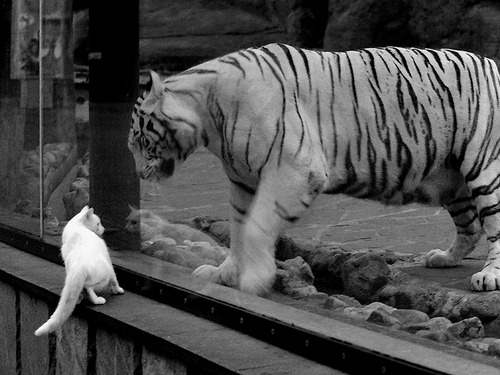 纯生啤酒的定义与特点