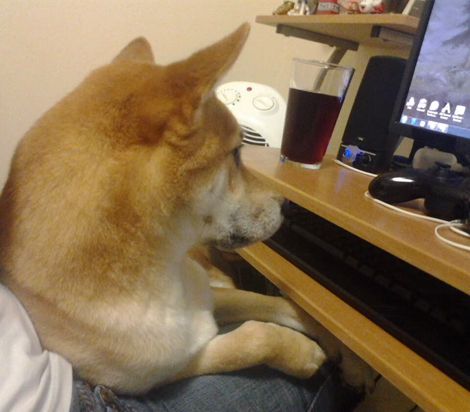 中华鲟市场价格每公斤多少钱