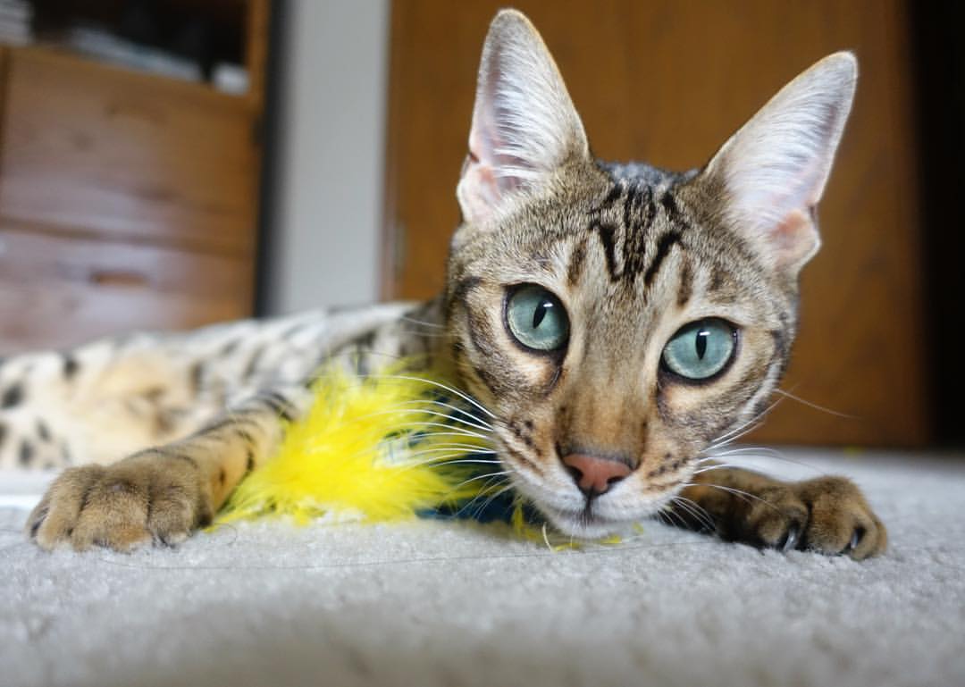 DNF剑宗技能加点攻略