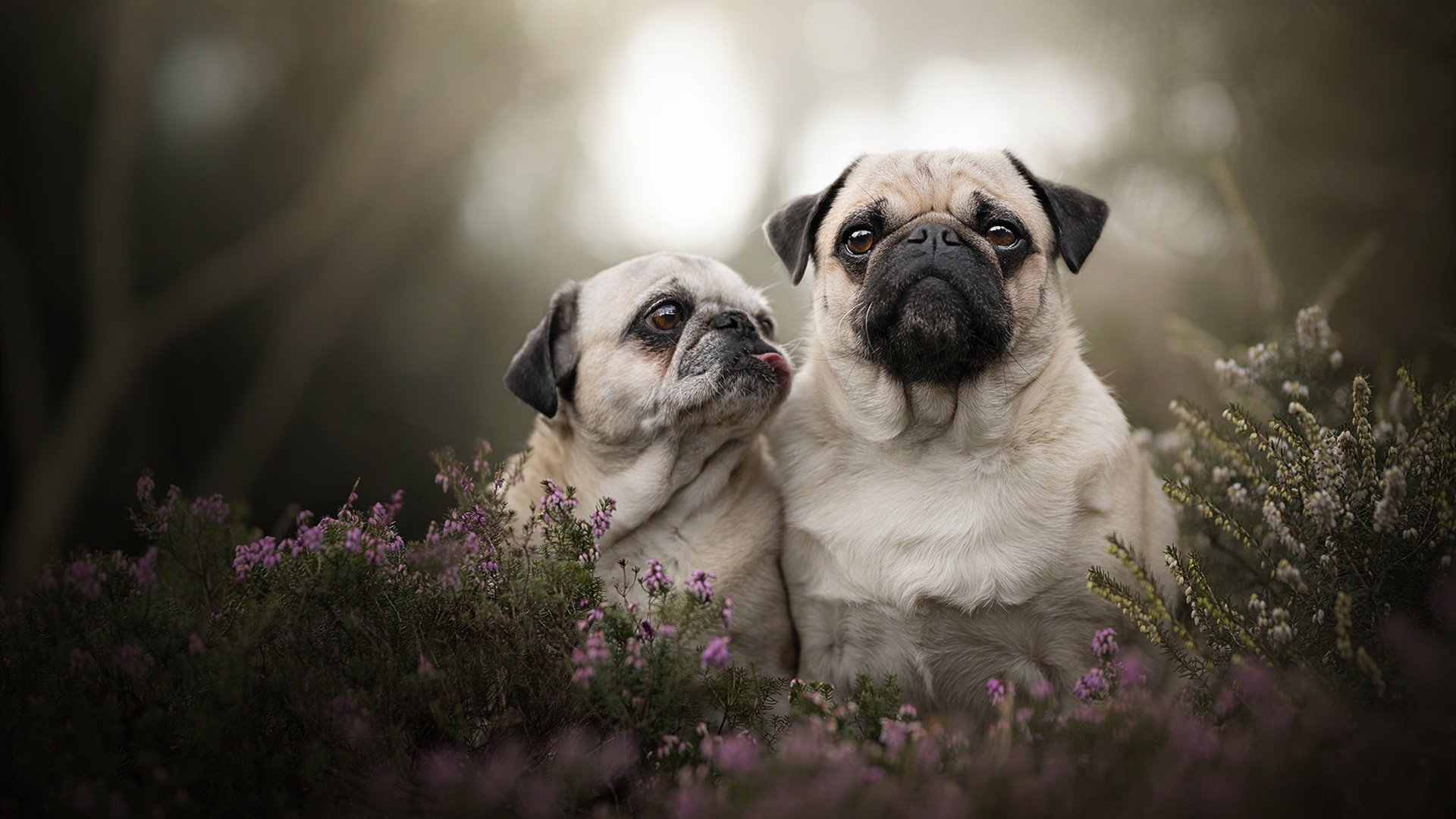 手字开头的四字成语大全