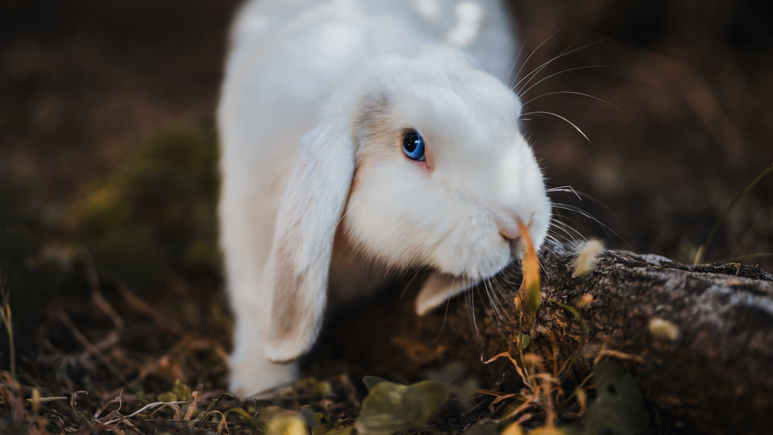 中国民间桥梁传说