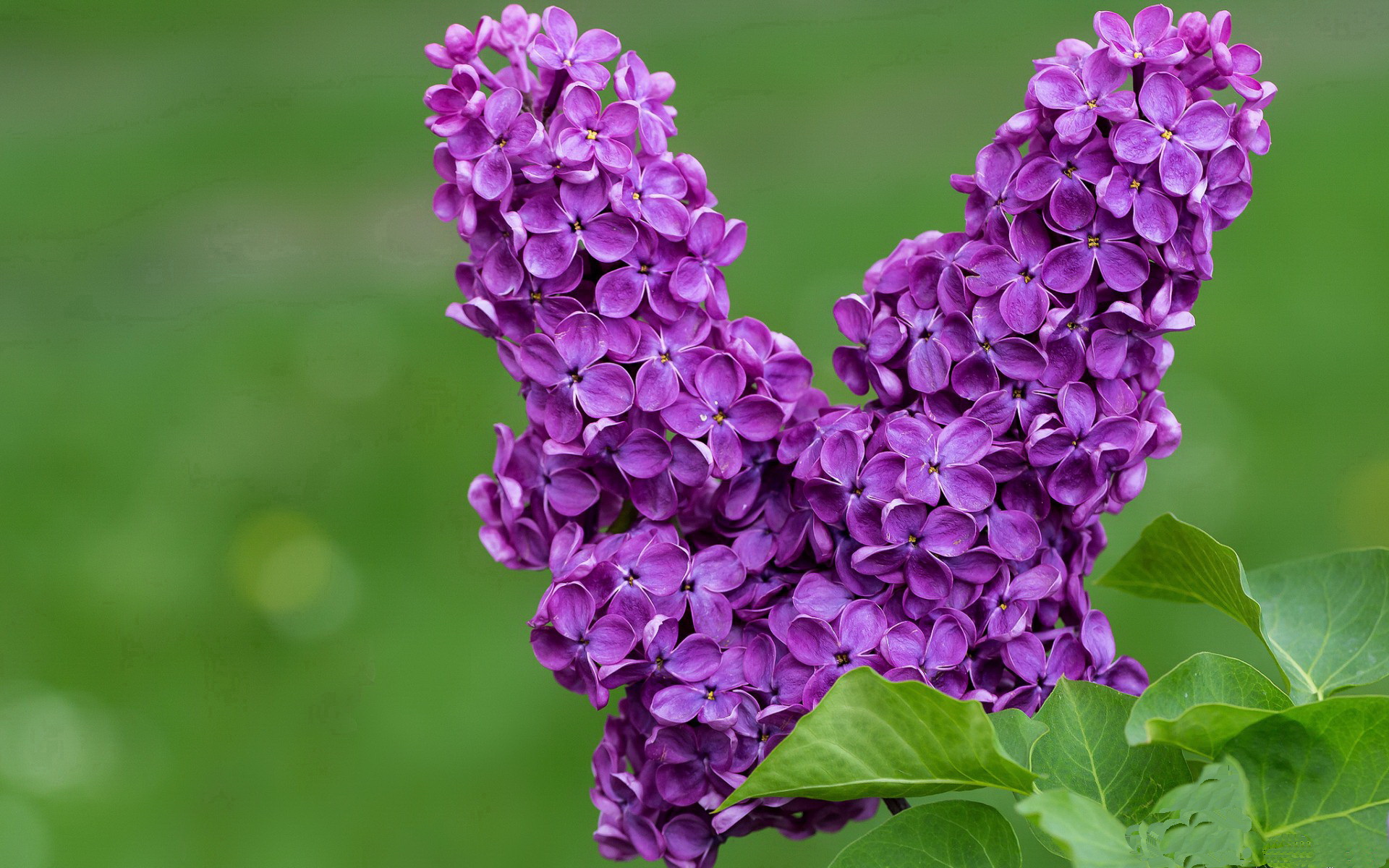 处暑三候具体指什么