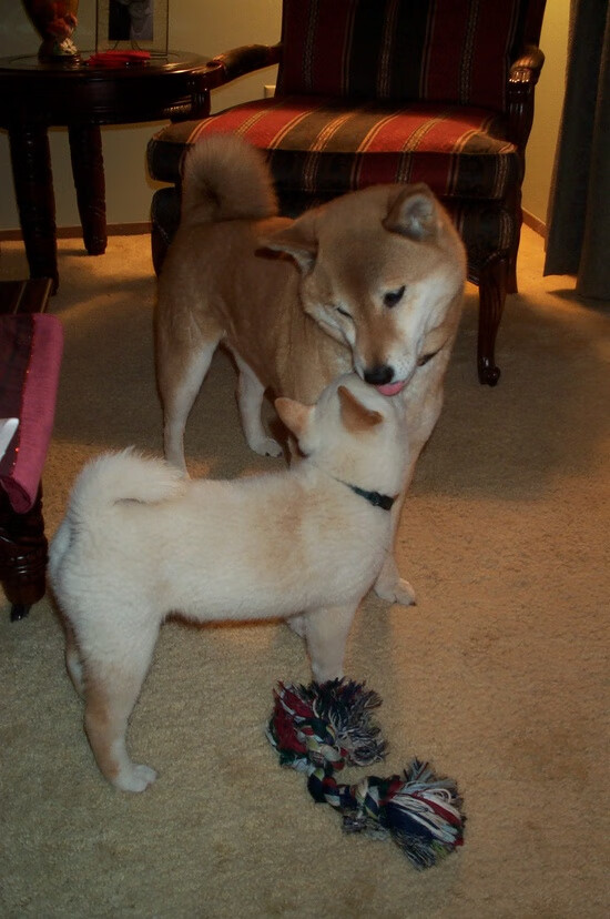 Atari的含义是什么