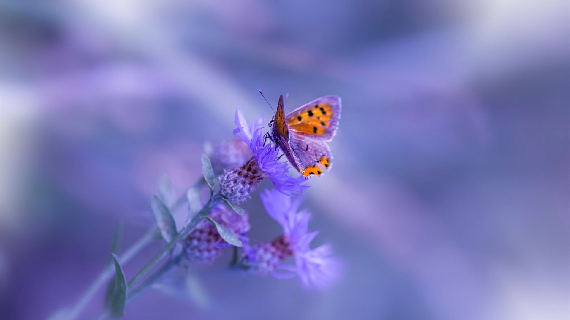 致敬军人的感人话语