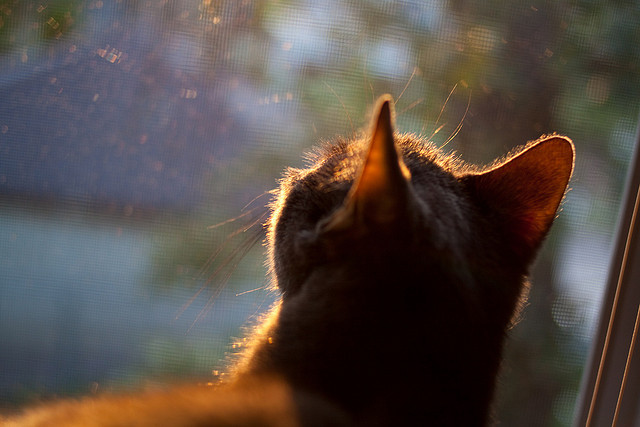 蒙面唱将哪一期有孤芳自赏
