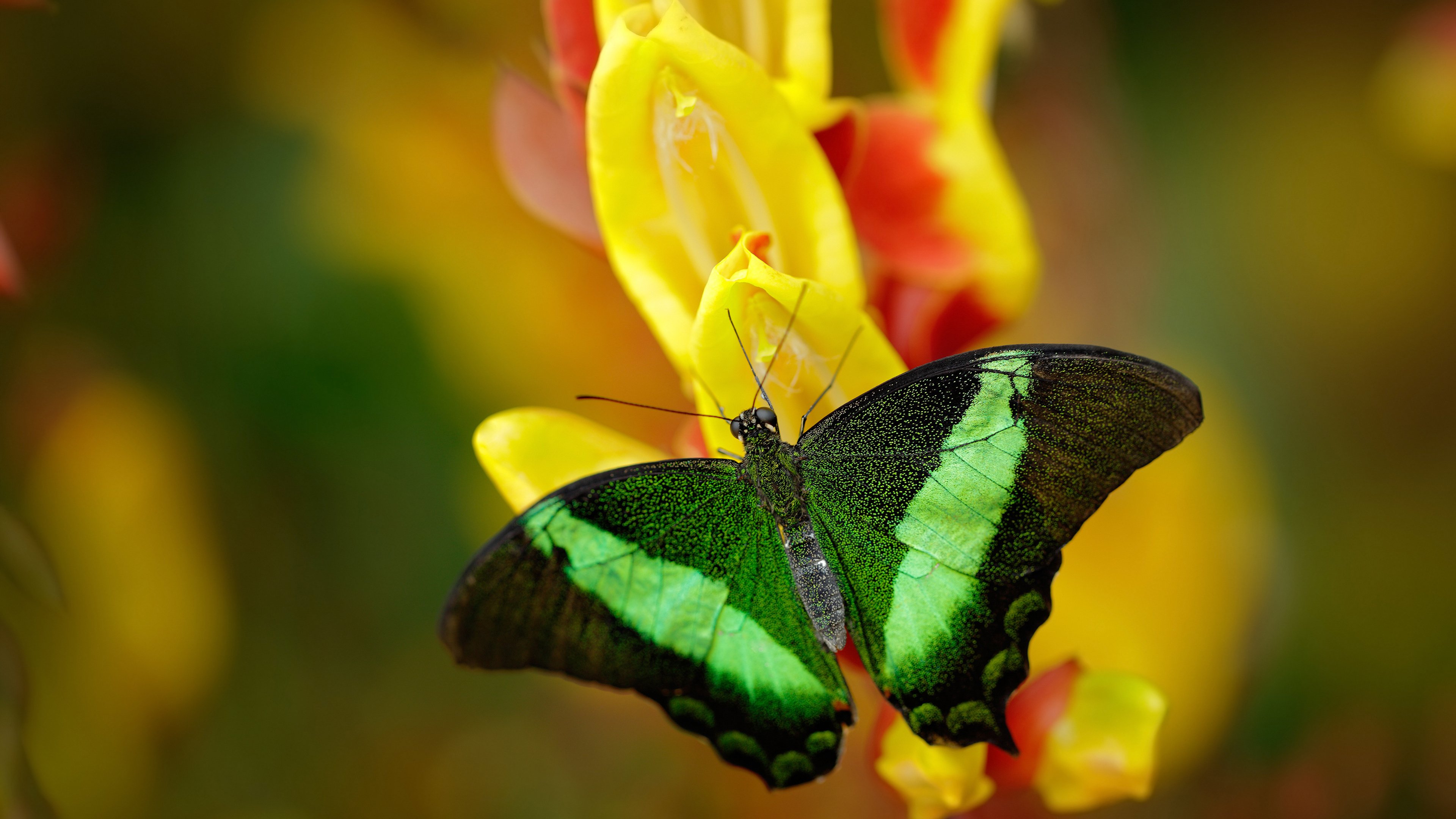 如何清洗肥肠去异味更干净