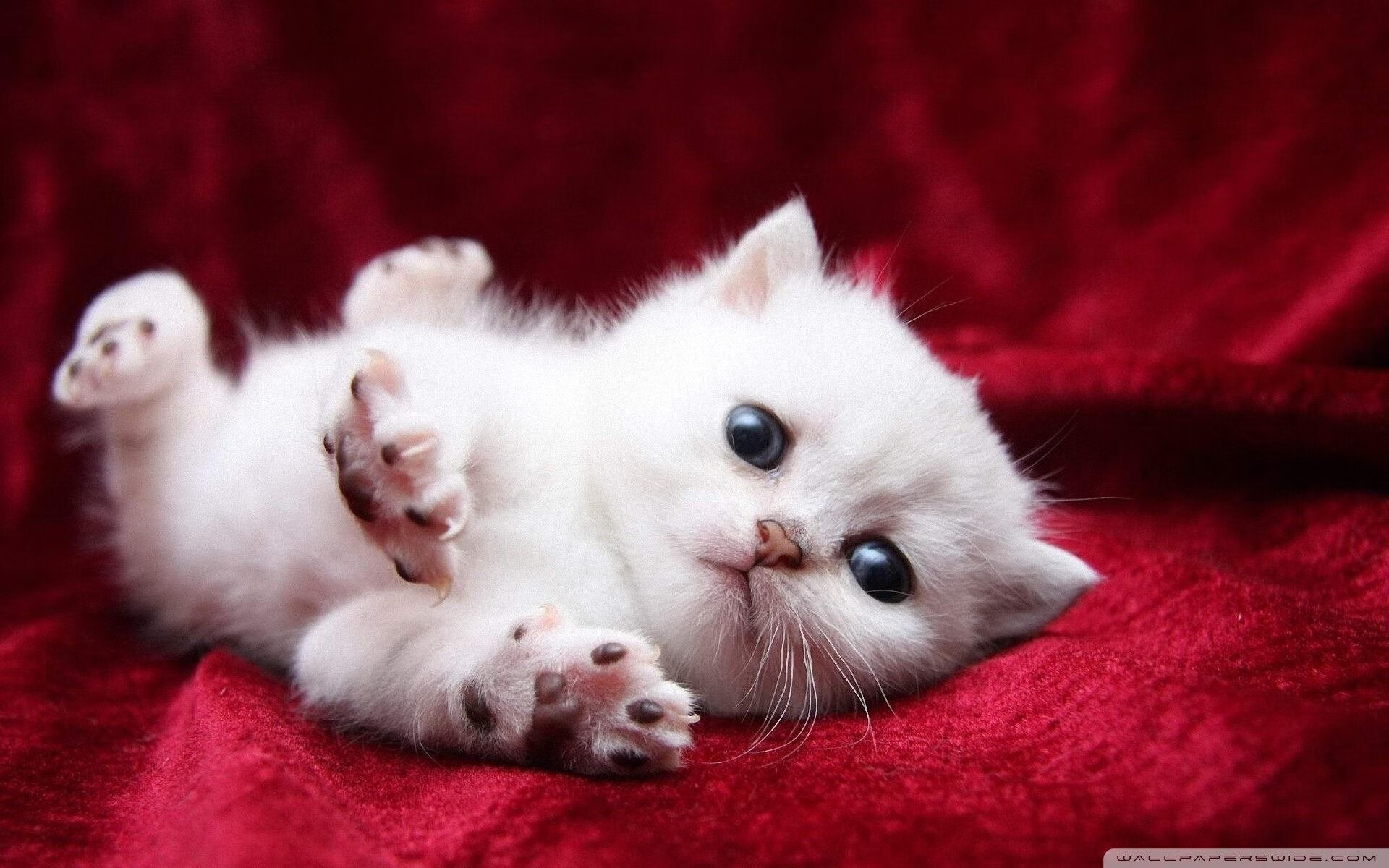 高效清洁桌面的实用技巧