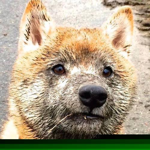 水果生意盈利前景分析