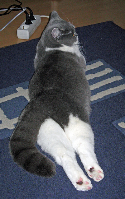 神秘生物“惊天兽”揭秘